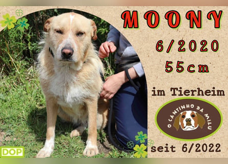 muss schon lange warten ❗️MOONY - Tierheim Cantinho da Milu