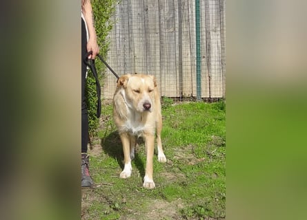 ♦️MOONY♦️ ist seit 4 Jahren im Tierheim in Portugal