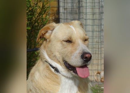 ♦️MOONY♦️ ist seit 4 Jahren im Tierheim in Portugal