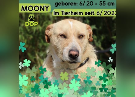 MOONY | Lieb | Ruhig | Gemütlich | - und verträglich mit Katzen -