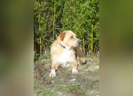 ♦️MOONY♦️ ist seit 4 Jahren im Tierheim in Portugal