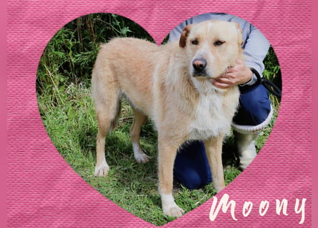 Typisch Gutmütig ♦️MOONY♦️ in der Cantinho da Milu ⏳ 6/2022