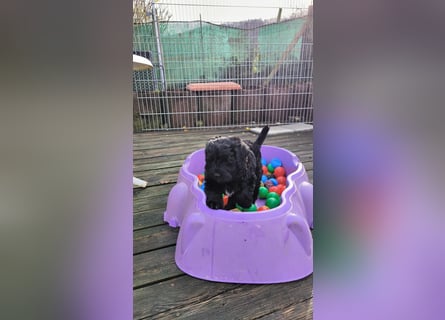 Portugiesische Wasserhund-Welpen