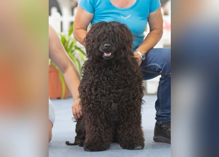 Portugiesische Wasserhund-Welpen