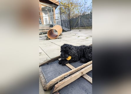 Portugiesische Wasserhund-Welpen