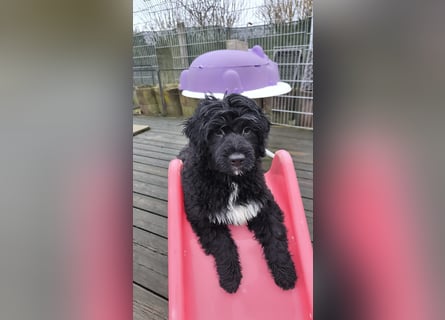 Portugiesische Wasserhund-Welpen