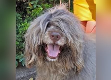 Portugiesische Wasserhund-Welpen