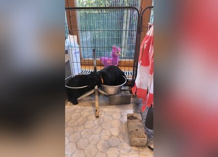 Portugiesische Wasserhund-Welpen