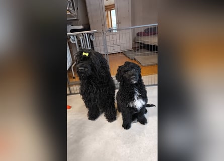 Portugiesische Wasserhund-Welpen