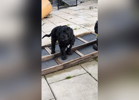 Portugiesische Wasserhund-Welpen