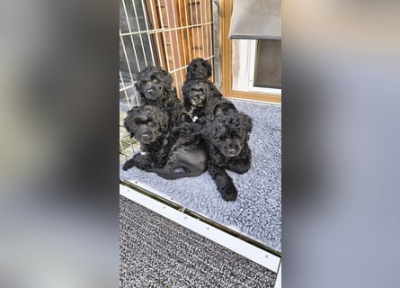 Portugiesische Wasserhund-Welpen