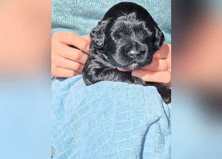 Portugiesische Wasserhund-Welpen