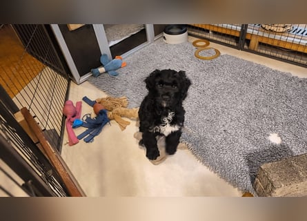 Portugiesische Wasserhund-Welpen