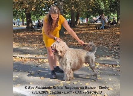 Portugiesische Wasserhund-Welpen