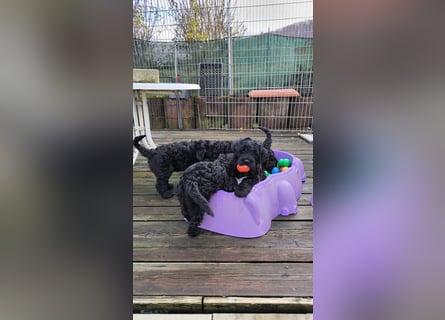 Portugiesische Wasserhund-Welpen