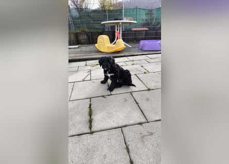 Portugiesische Wasserhund-Welpen