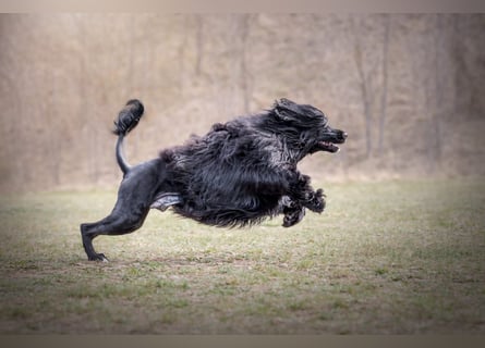 Portugiesischer Wasserhund – geplanter FCI-Wurf im November 2026