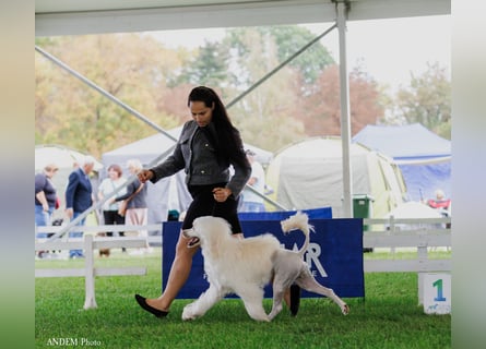 Portugiesischer Wasserhund – geplanter FCI-Wurf im November 2026
