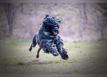 Portugiesischer Wasserhund – geplanter FCI-Wurf im November 2026