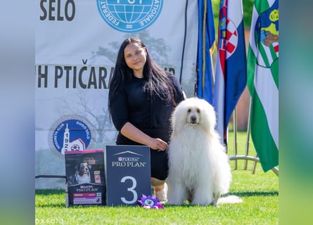 Portugiesischer Wasserhund – geplanter FCI-Wurf im November 2026