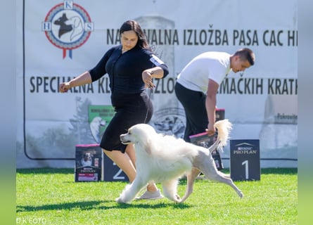 Portugiesischer Wasserhund – geplanter FCI-Wurf im November 2026