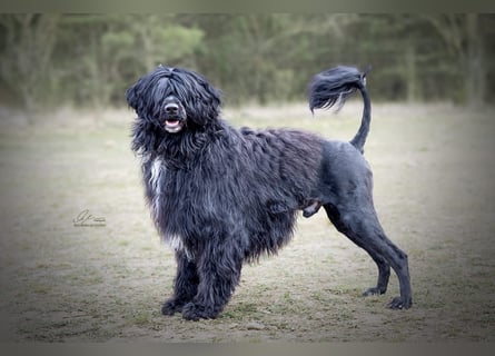Portugiesischer Wasserhund – geplanter FCI-Wurf im November 2026