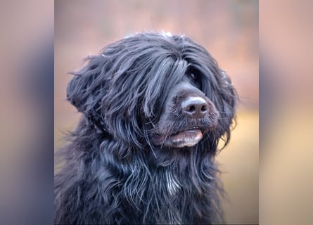 Portugiesischer Wasserhund – geplanter FCI-Wurf im November 2026