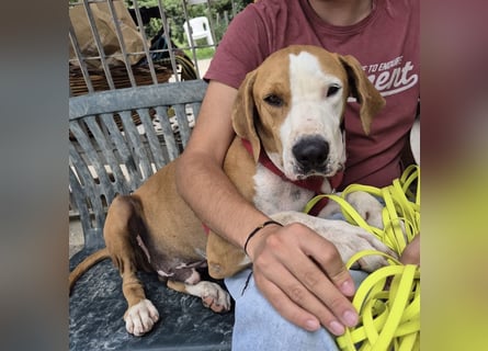 Gregorio - junger dynamischer Wirbelwind