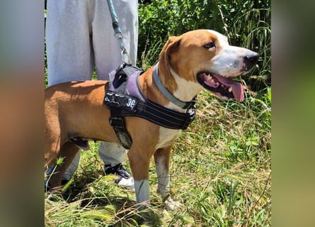 Gregorio - junger dynamischer Wirbelwind