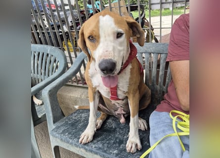 Gregorio - junger dynamischer Wirbelwind