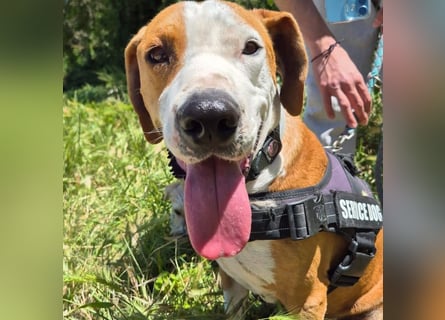 Gregorio - junger dynamischer Wirbelwind