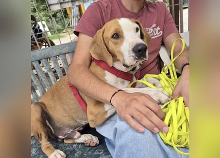 Gregorio - junger dynamischer Wirbelwind