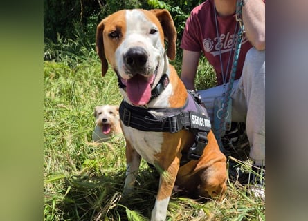 Gregorio - junger dynamischer Wirbelwind