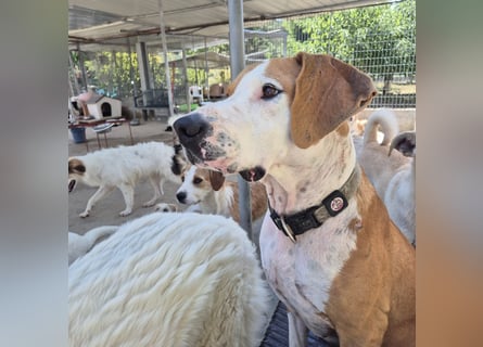 Gregorio - junger dynamischer Wirbelwind