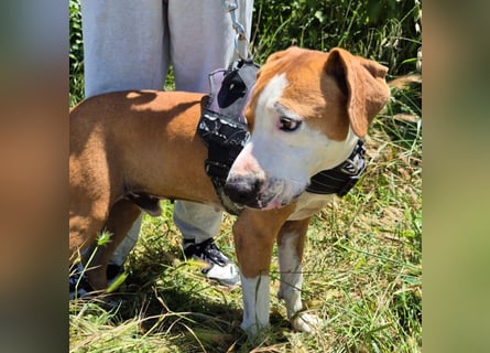 Gregorio - junger dynamischer Wirbelwind