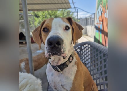 Gregorio - junger dynamischer Wirbelwind