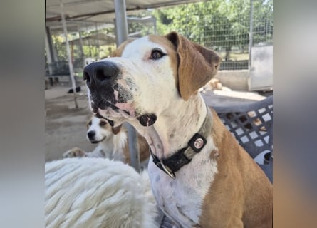 Gregorio - junger dynamischer Wirbelwind