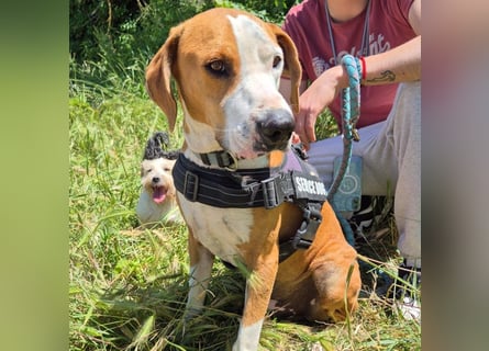 Gregorio - junger dynamischer Wirbelwind