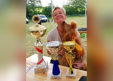 Deckrüde Kleinpudel Zwergpudel rot, vererbt auch loh, Laboklin, Intern. Champ., BEST OF SHOW, etc.