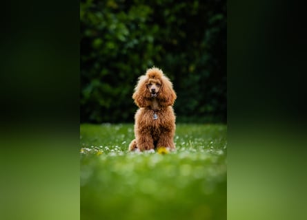 Deckrüde Kleinpudel Zwergpudel rot, vererbt auch loh, Laboklin, Intern. Champ., BEST OF SHOW, etc.