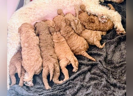 Deckrüde Kleinpudel, Laboklin getestet, rot, vererbt auch tan bzw. loh, Intern. Champion