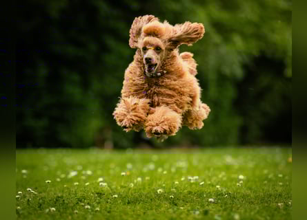 Deckrüde Kleinpudel Zwergpudel, Laboklin getestet, rot, vererbt auch tan bzw. loh, Intern. Champion
