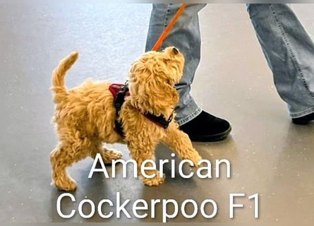 Deckrüde Kleinpudel, Laboklin getestet, rot, vererbt auch tan bzw. loh, Intern. Champion