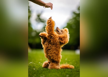 Deckrüde Kleinpudel Zwergpudel, Laboklin getestet, rot, vererbt auch tan bzw. loh, Intern. Champion