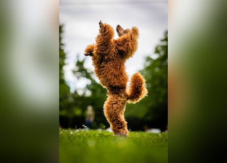 Deckrüde Kleinpudel Zwergpudel, Laboklin getestet, rot, vererbt auch tan bzw. loh, Intern. Champion