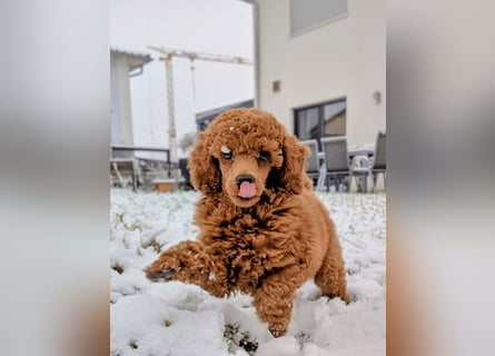 Deckrüde Kleinpudel, Laboklin getestet, rot, vererbt auch tan bzw. loh, Intern. Champion