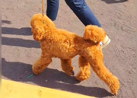 Deckrüde Kleinpudel Zwergpudel, Laboklin getestet, rot, vererbt auch tan bzw. loh, Intern. Champion