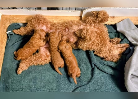 Deckrüde Kleinpudel, Laboklin getestet, rot, vererbt auch tan bzw. loh, Intern. Champion