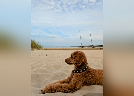Deckrüde Kleinpudel Zwergpudel, Laboklin getestet, rot, vererbt auch tan bzw. loh, Intern. Champion