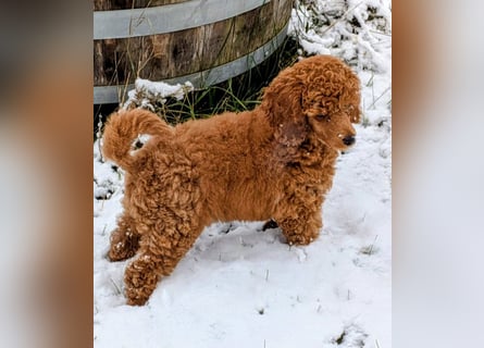 Deckrüde Kleinpudel, Laboklin getestet, rot, vererbt auch tan bzw. loh, Intern. Champion